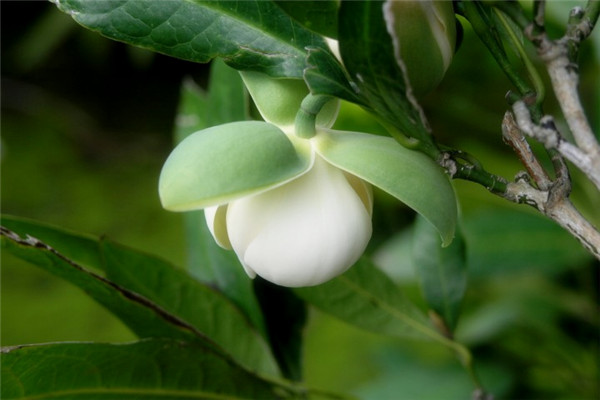 夜合花的常見病害及處理辦法