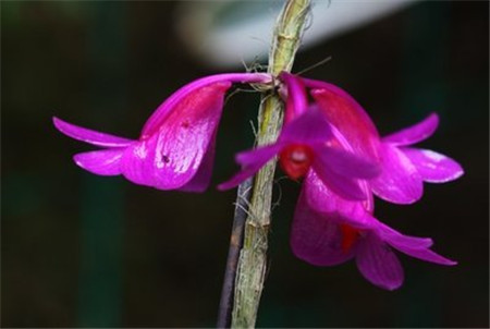 紅花石斛常見病害及防治方法