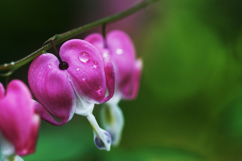 荷包牡丹開(kāi)花