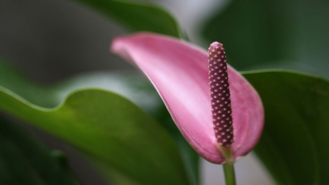 紅掌花花苞為什么發(fā)黑