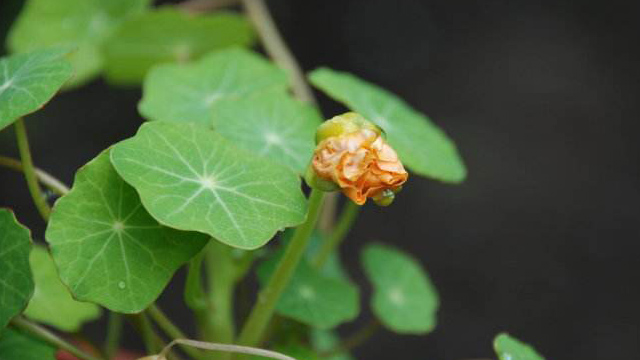 旱金蓮為什么不開(kāi)花