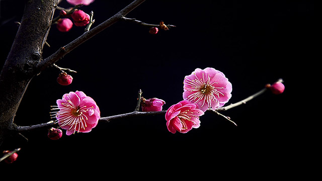 梅花不開花怎么辦