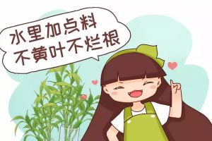 水里加點(diǎn)料，葉跟打了蠟似的，賊綠賊亮！