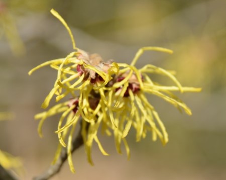 什么時(shí)候開(kāi)花