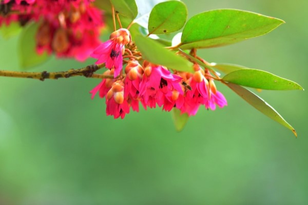 紅花荷的養(yǎng)殖方法和注意事項(xiàng)