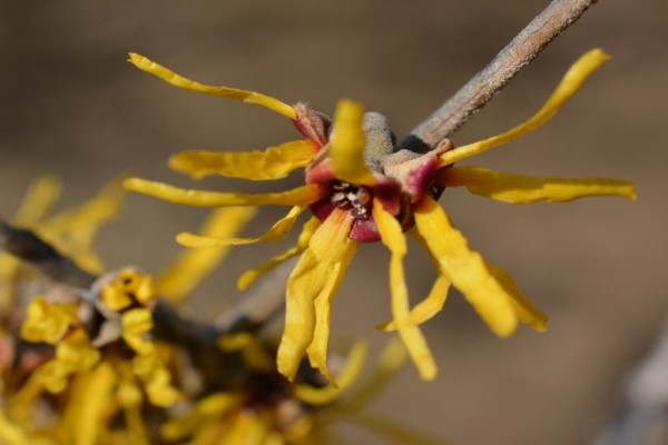 金縷梅什么時(shí)候開(kāi)花