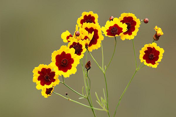 生活廢料澆花好不好