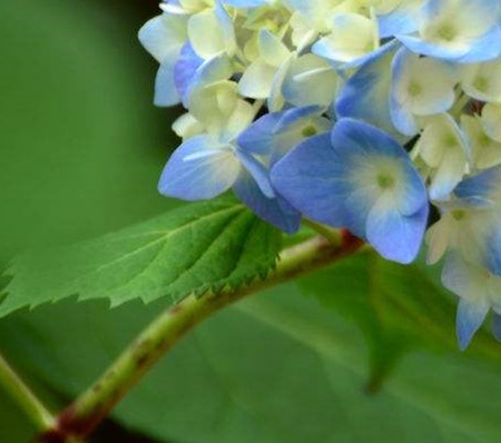 繡球花植株