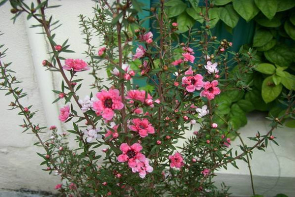 松紅梅不開(kāi)花怎么辦