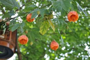 金鈴花不開(kāi)花怎么辦