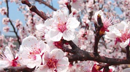 杏樹什么時(shí)候開花