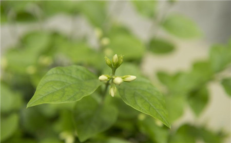 茉莉花掉苞要怎么辦