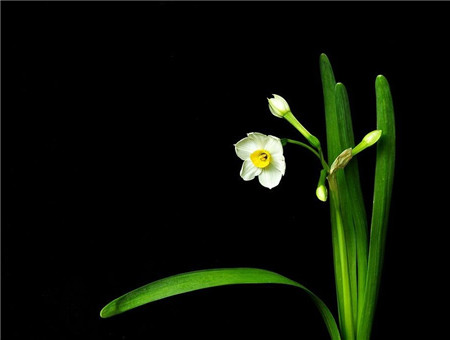 水仙花花蕾干枯是溫度過(guò)高