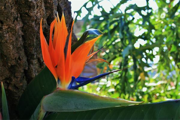 鶴望蘭為何不開(kāi)花