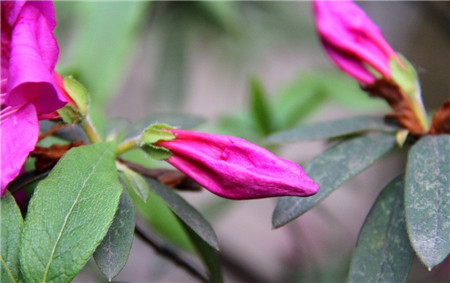 杜鵑花花蕾枯萎是因為發(fā)新芽