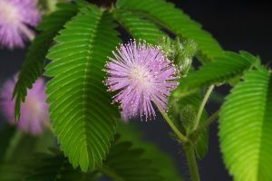 含羞草不開(kāi)花怎么辦