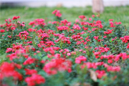 月季花花苞不開(kāi)花的原因