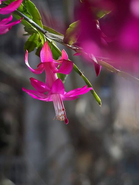 仙人指不開花是因?yàn)闀r(shí)間不到