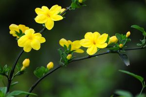 迎春花不開(kāi)花怎么辦