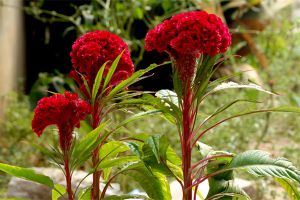 雞冠花不開(kāi)花怎么辦