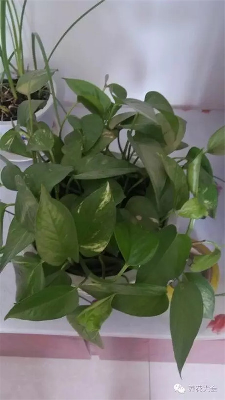 把植物移到陰涼通風處