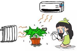 暖氣空調(diào)房，再不噴水，這些植物就干死了