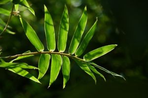 鳳尾竹常見(jiàn)問(wèn)題及解決辦法