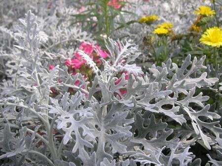 雪葉蓮養(yǎng)殖方法