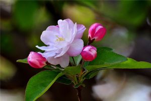 海棠花不開花怎么辦