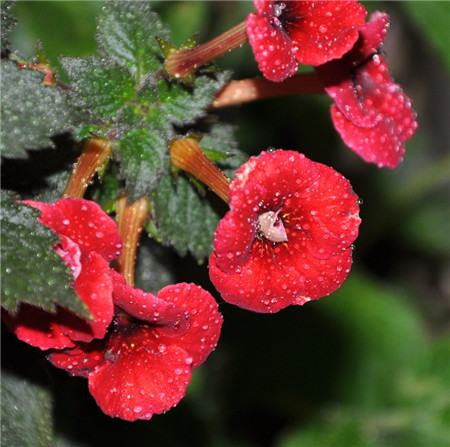 長(zhǎng)筒花扦插繁殖時(shí)間