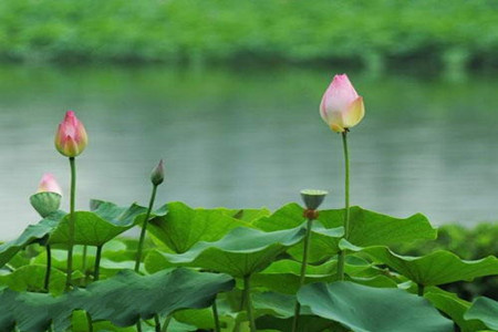 荷花不開(kāi)花怎么辦