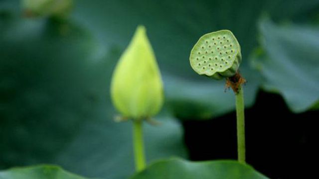 盆栽荷花為什么不現(xiàn)蕾不開(kāi)花