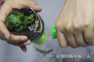 1分鐘，塑料瓶變自動(dòng)吸水花盆！1個(gè)月不澆水都沒問題！