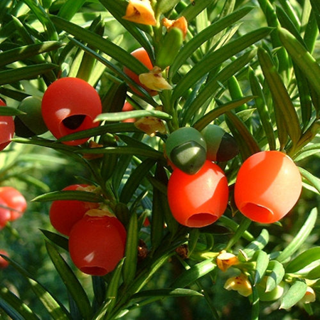 紅豆杉開花結果的條件