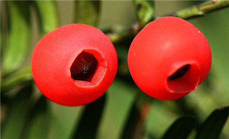 曼地亞紅豆杉開花結果時間