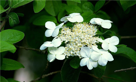 瓊花開花圖片欣賞