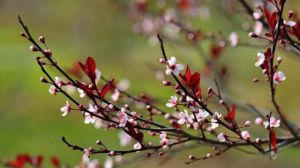 紫葉李什么時候開花 開花期主要是春季