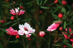 松紅梅什么時(shí)候開花