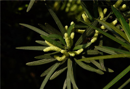 羅漢松什么時(shí)候開花