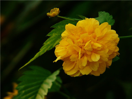 棣棠花開花圖片欣賞