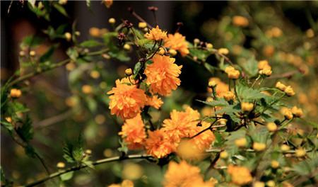 棣棠花開花圖片欣賞