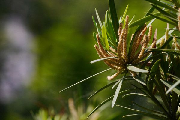 羅漢松會(huì)開花嗎