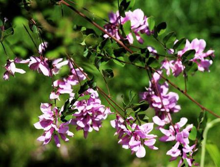 花木藍(lán)果實(shí)采集與脫種