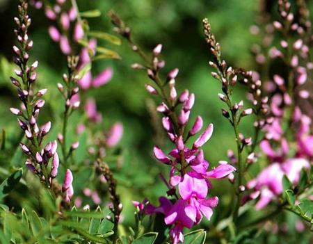 花木藍(lán)播種