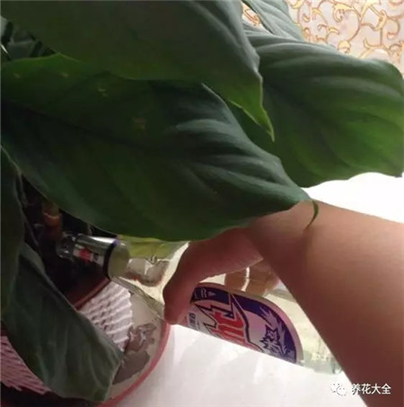 用來澆花