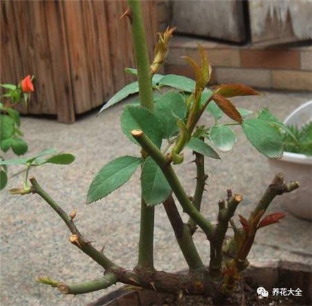 每個(gè)枝條保留1~2個(gè)芽