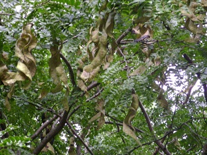 皂莢樹(shù)