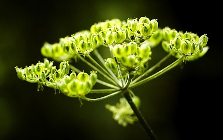 茴香花