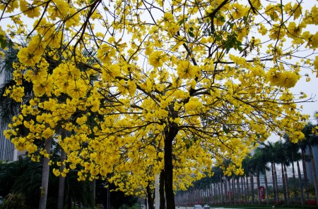 漂亮的黃花風鈴木