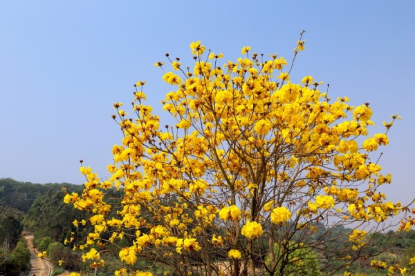 黃花風鈴木的病蟲害防治